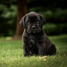Cane Corso Puppies from Serafina Cane Corso