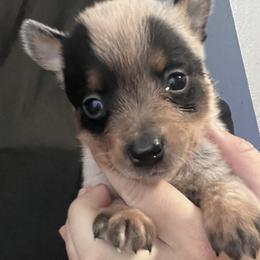 -Girl 2 - Blue female Australian Cattle Dog puppy in Kaufman, Texas from Emberwick Ranch