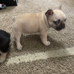 French Bulldog Puppies from Hershe Kennel