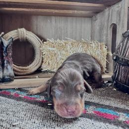 Chilli - Chocolate and tan female Dachshund puppy in Duncan, Arizona from Bootheel Doxies