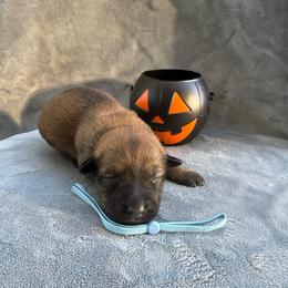 Almond - Red sable female Belgian Malinois puppy in Sheridan, Arkansas from Dark Sky Kennels