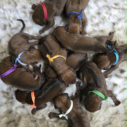 Light Blue - Rd whtn blk nose male Rhodesian Ridgeback puppy in Hillman, Minnesota from Rhoxwood Kennel