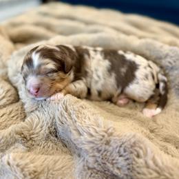 Tiger - Chocolate merle male Bernedoodle puppy in Salt Lake County, Utah from Coco Avenue Pups