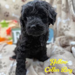 Murphy - Black male Australian Labradoodle puppy in Rhode Island from Highland Beach Labradoodles