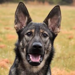 German Shepherds from Von Soldiago