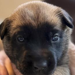 Boy 5 - Fawn male Belgian Malinois puppy in Franklin, Virginia from Morning Star Malinois