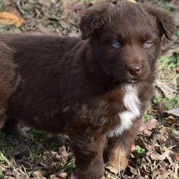 NILES - Red tri-color male Australian Shepherd puppy in Nowata, Oklahoma from 4Feathers