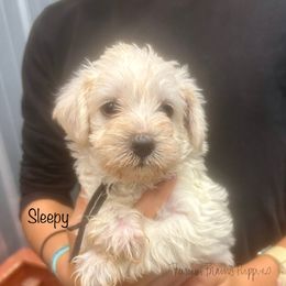 Sleepy - White female Schnoodle puppy in Sedalia, Missouri from Farmer Brown's Puppies