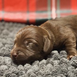 Buddy - Chocolate male Dachshund puppy in Portsmouth, Ohio from Tygart Creek Dachshunds