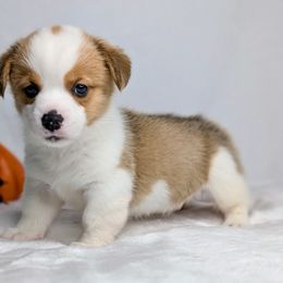 Waylon - Sable and white male American Corgi puppy in Clarksville, Tennessee from Cold Creek Family Farm LLC