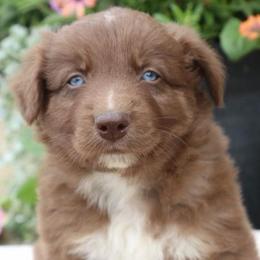 Dobby - Red tri-color male Australian Shepherd puppy in Hillsboro, Ohio from Sugar Grove Farms
