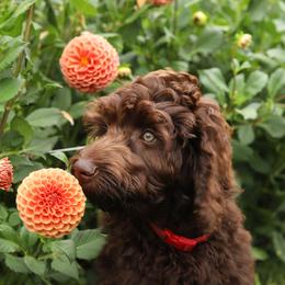Mai Tai - Chocolate female Australian Labradoodle puppy in Williamstown, New York from Lewis Manor Labradoodles