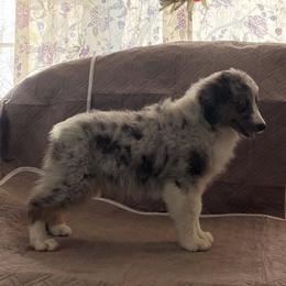 Apple - Blue merle female Miniature American Shepherd puppy in Garysburg, North Carolina from Schaefer's Miniature American Shepherds