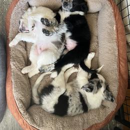 Border Collie Puppies from Roaring River Border Collies