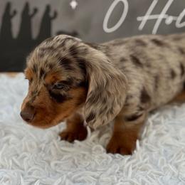 Alex - Dapple male Dachshund puppy in Colbert, Oklahoma from Brooke Crenshaw