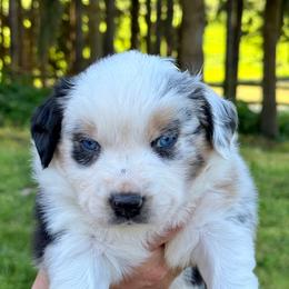 Girl 2: Blue Merle, full tail - Blue merle female Australian Shepherd puppy in St. Paul, Oregon from Raybell Ridge Farm