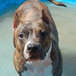 Ava - American Staffordshire Terrier