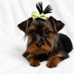 Gianni - Black and tan male Yorkshire Terrier puppy in Iron Mountain, Michigan from Celestial Family Terriers (Yooper Yorkies)