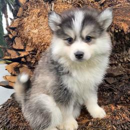 Sweetie - Black and white female Pomsky puppy in La Verne, California from Red Cedar Pomskies