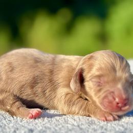 SPANGLE - Dapple male Dachshund puppy in Delano, Tennessee from Olive Branch Acres
