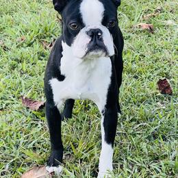 Mercury - Boston Terrier