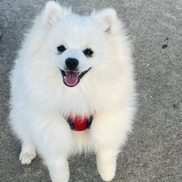 Johnny - White male Pomeranian puppy in St. Louis, Missouri from Saint Louis Pomeranian babies