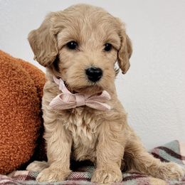 Apple - Apricot female Goldendoodle puppy in Temecula, California from Oodles O'Doodles
