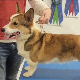 Gideon - Pembroke Welsh Corgi