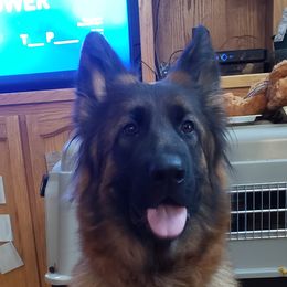 freya - German Shepherd