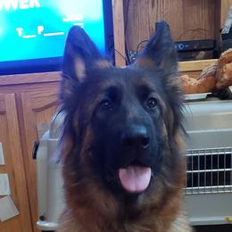 freya - German Shepherd
