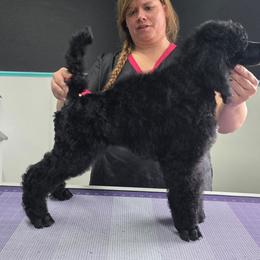 Fajita - Black female Poodle puppy in Parker, Colorado from Pawsh K9’s