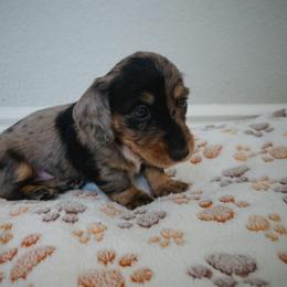 Dachshund Puppies from Beachside Doxies