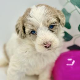 Rosie - Red merle female Aussiedoodle puppy in Eastman, Georgia from Dood B Ranch