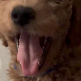 Roscoe - Apricot male Goldendoodle puppy in Cleveland, Ohio from A&B Happybreeds