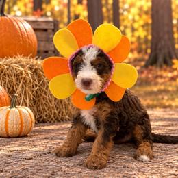 Purple Girl - Brown female Bernedoodle puppy in The Woodlands, Texas from Gracie's Goldendoodles and Bernedoodles of The Woodlands