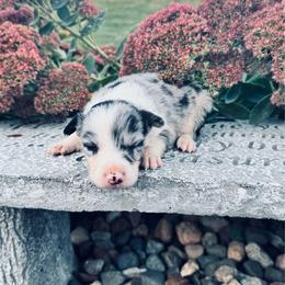 Girl 2 - Blue merle - Blue merle female Border Collie puppy in Minden, Iowa from Rocking N Registered Border Collies & Labradors