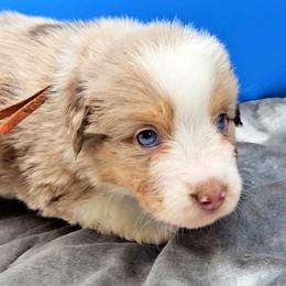 Orange Collar RMF - Red merle female Miniature American Shepherd puppy in Lexington, Kentucky from Deuce's Den