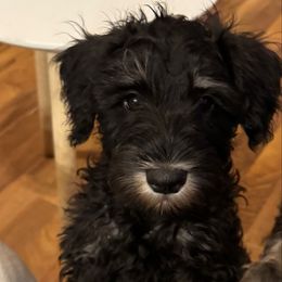 Shadow - Black and silver male Miniature Schnauzer puppy in Akeley, Minnesota from Great Northern Schnauzers