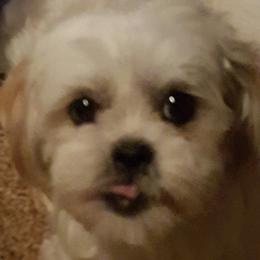 Shih Tzus from Monica's Shih Tzu