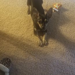 Chihuahua and Shih Tzu Puppies from CrazyLove Kennels