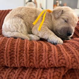 Yellow - Cream female Goldendoodle puppy in Brooksville, Florida from Abby’s Standard Goldendoodles