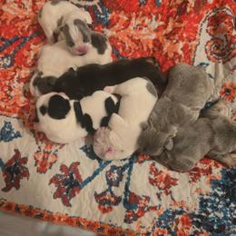 Lilac pied female - Blue female French Bulldog puppy in Tuscaloosa, Alabama from J & J classic frenchies