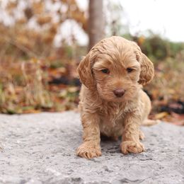 Purple - Caramel cream female Australian Labradoodle puppy in Williamstown, New York from Lewis Manor Labradoodles