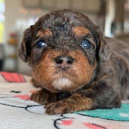 Boy 1 - Merle male Cavapoo puppy in Yuciapa, California from AlltheDoodlez_