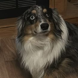 Rip - Miniature Australian Shepherd