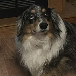 Rip - Miniature Australian Shepherd