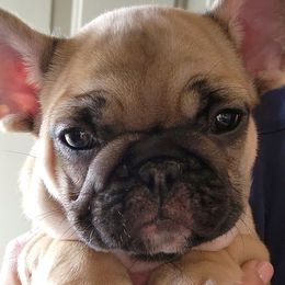 Boy 1 - Fawn and white French Bulldog puppy in Ventura County, California from Tubby Frenchies