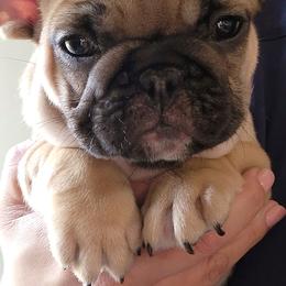 Boy 1 - Fawn and white French Bulldog puppy in Ventura County, California from Tubby Frenchies