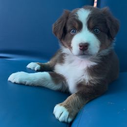Australian Shepherd Puppies from Shelter Cove Aussies