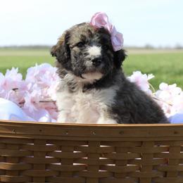 Aurora - White and black female Bordoodle puppy in Ashland, Ohio from Cherry Blossom Doodles